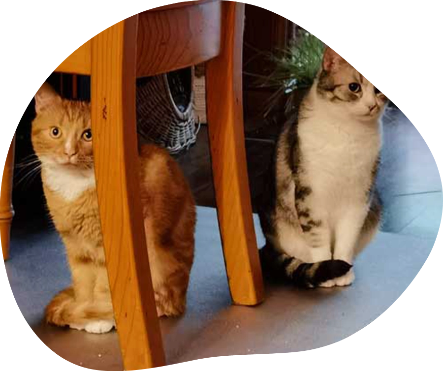 Portraits der Katzen Oskar und Iwa.