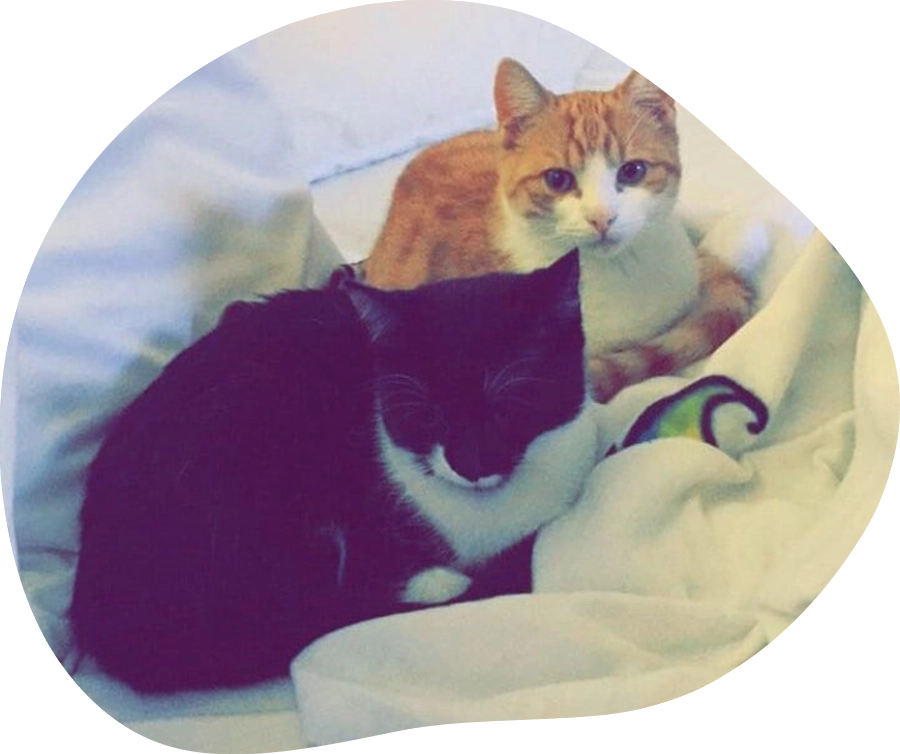 Portraits der Katzen Aliyah und Anouk.