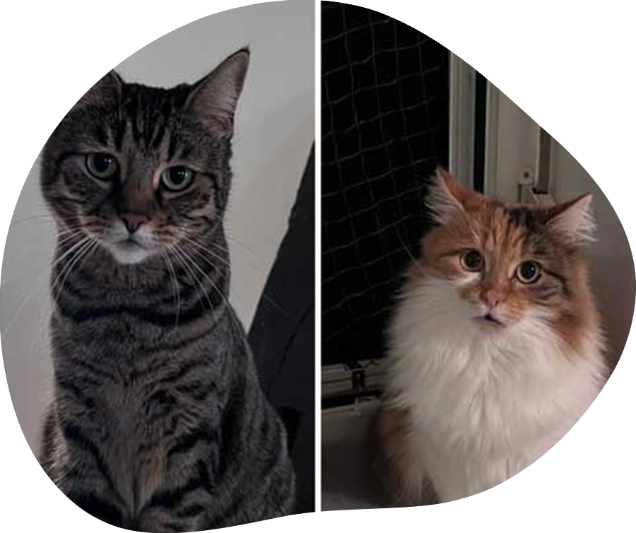 Portraits der Katzen Miri und Trixie.