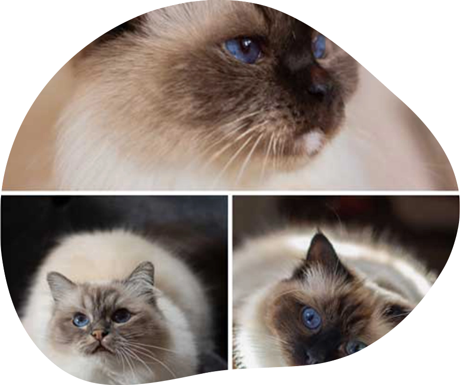 Portraits der Katzen Hazel, Katniss und Lulu.