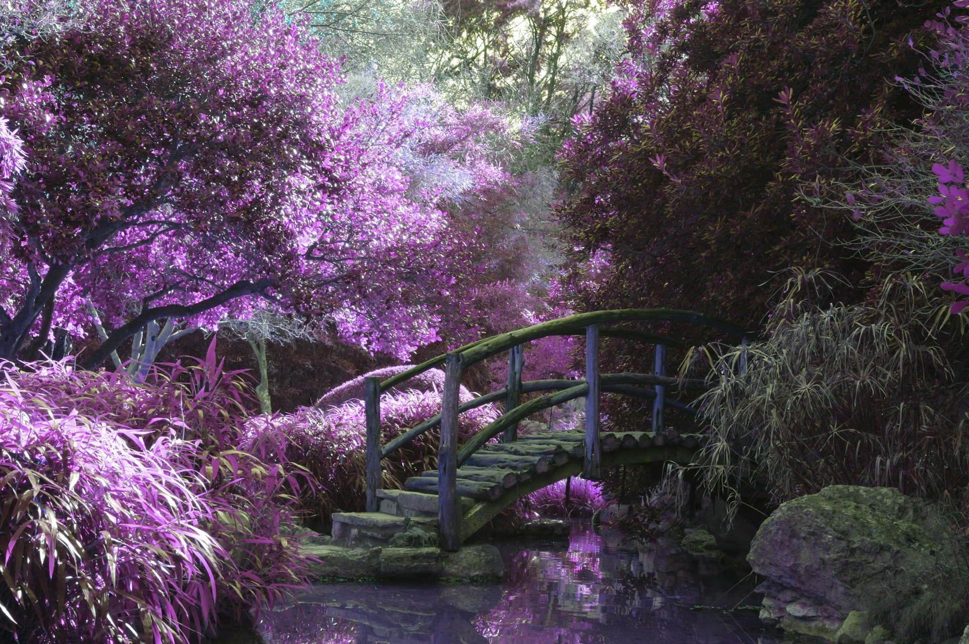 Beautiful purple trees surround a small pond. A wooden bridge arches over the water.