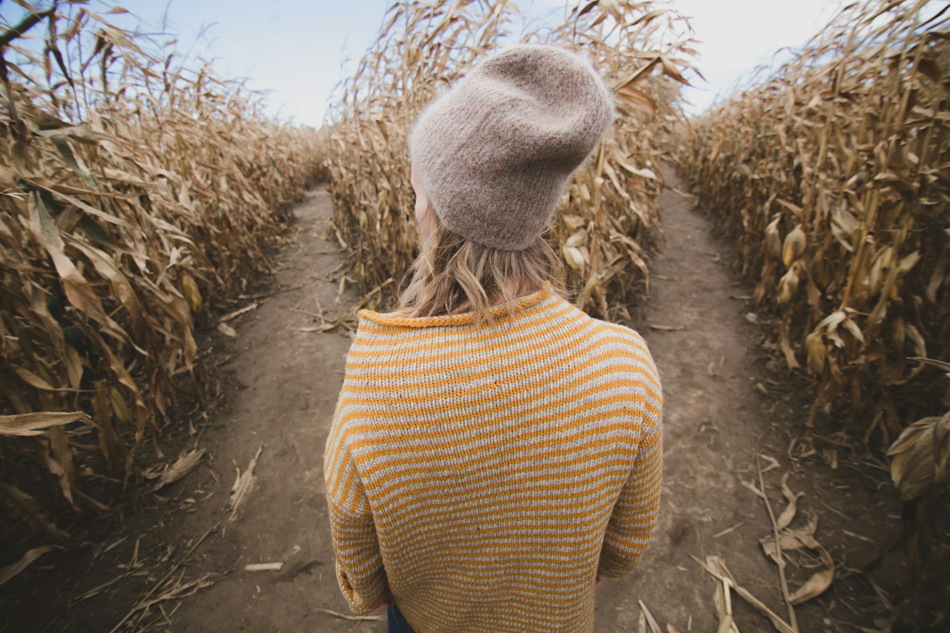 A person wearing a sweater and beanie stands in a cornfield, trying to decide between two paths.