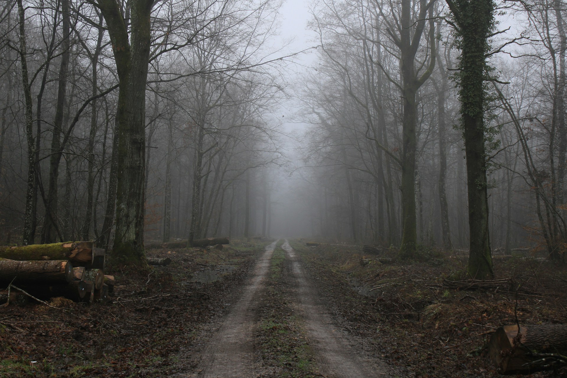 A path through a dark forest.