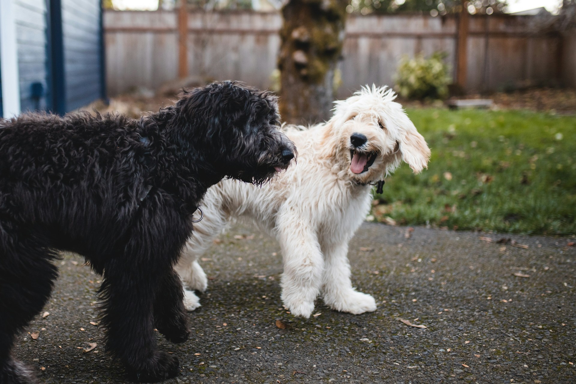 A black dog and white dog walk together. The white dog has its mouth open and looks as if it's laughing.
