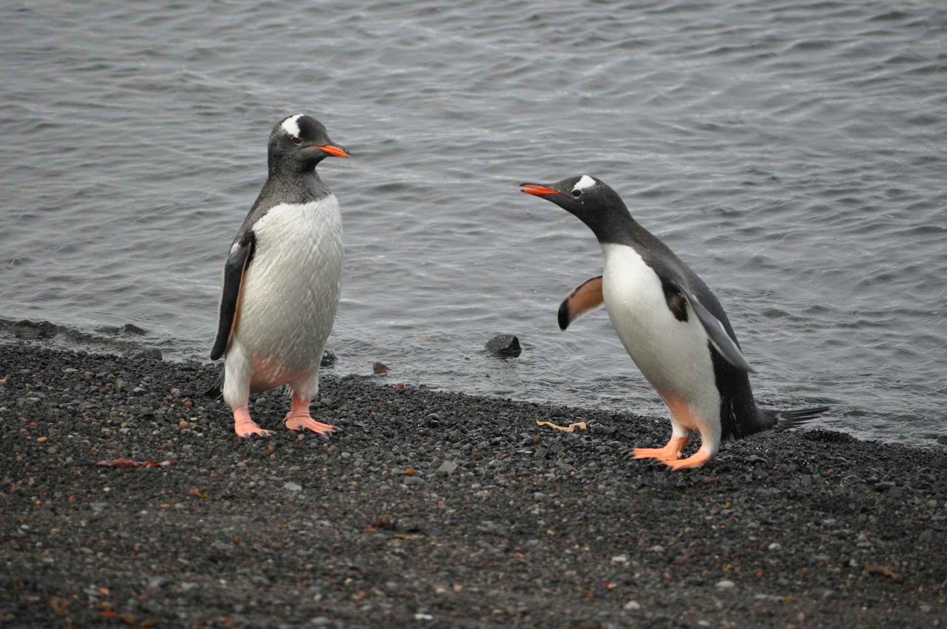 Two penguins stand facing one another. One leans in toward the other as if making a request.