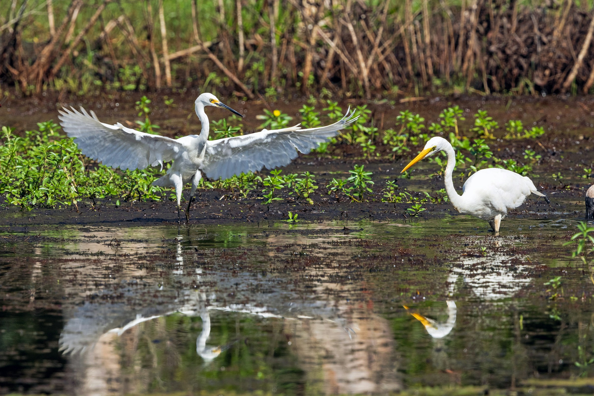 Two egrets stand in shallow water, one moving with wings outstretched, the other standing still.