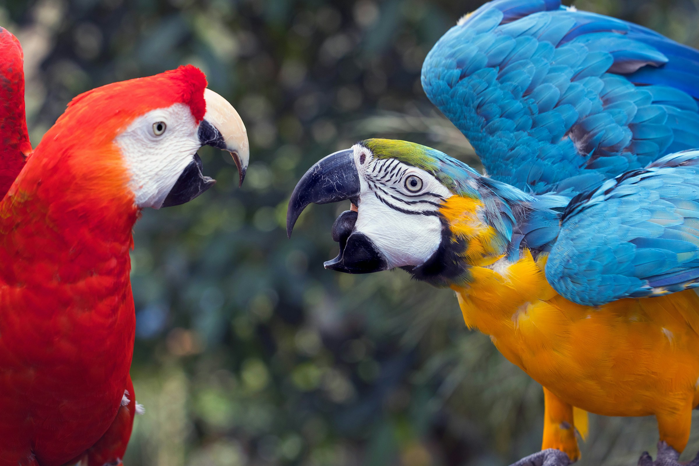 A blue and yellow parrot squawks at a red parrot.