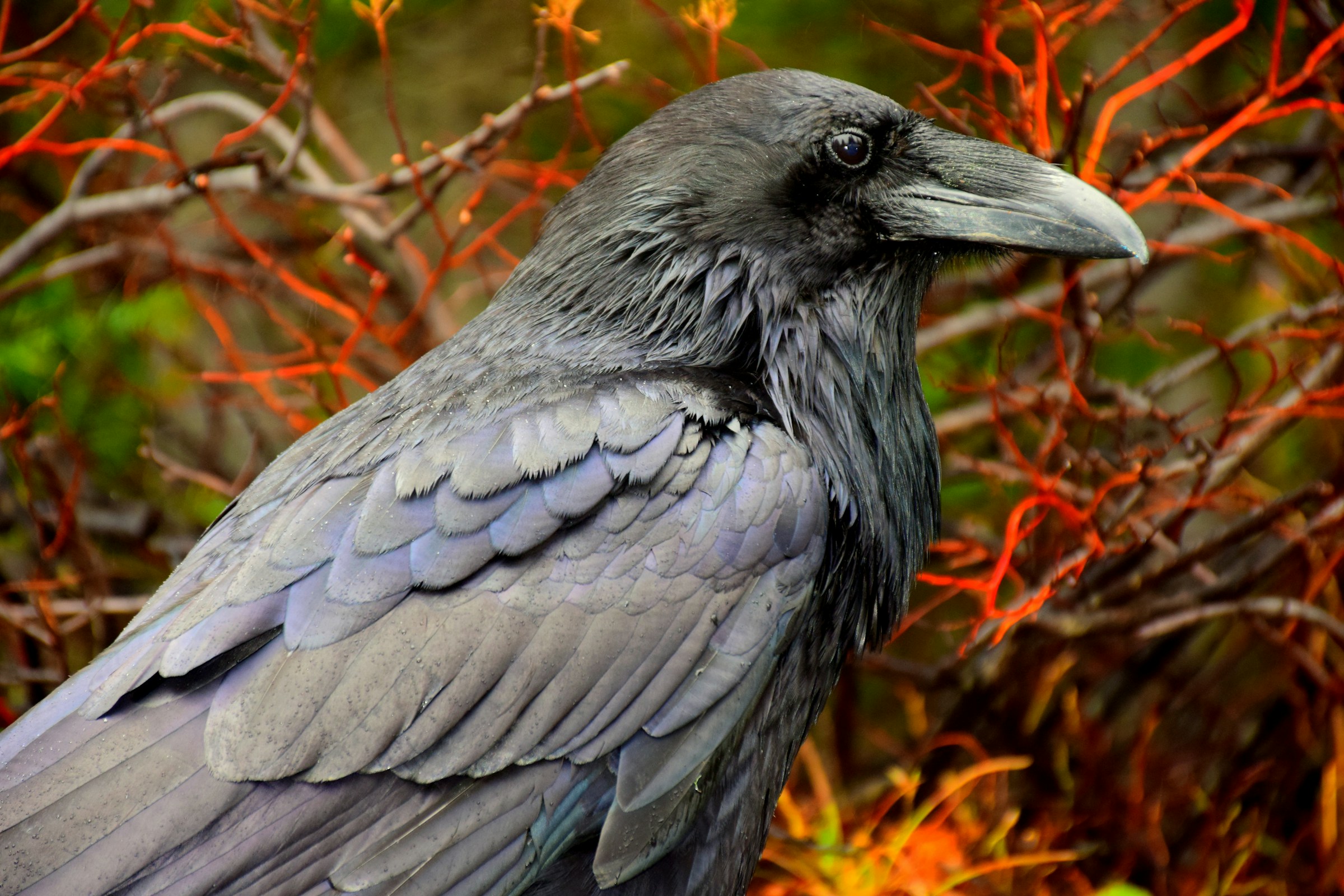 A raven sits in the tangled red branches of a bush.