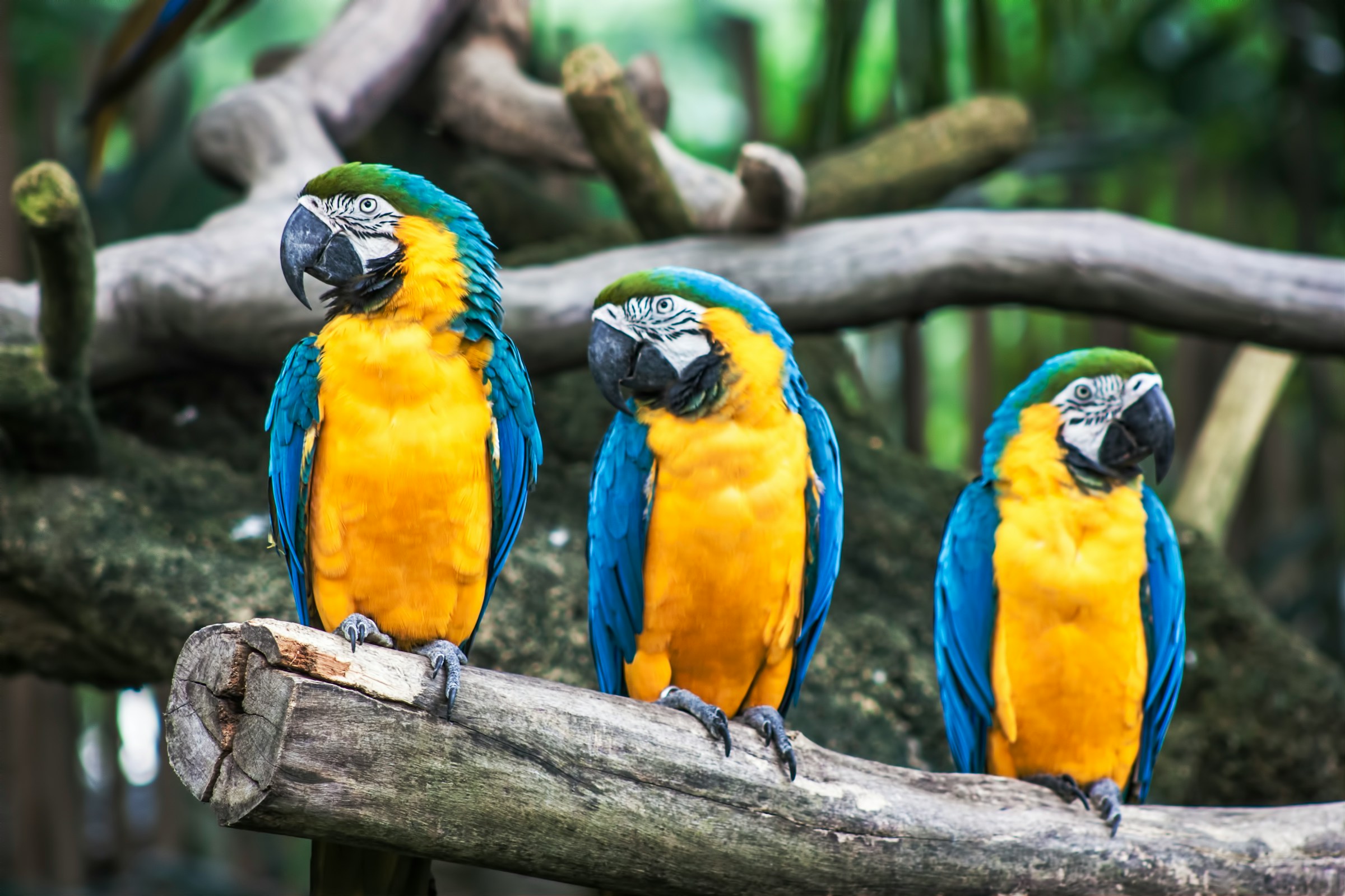 Three identical parrots sit side by side on a tree branch.