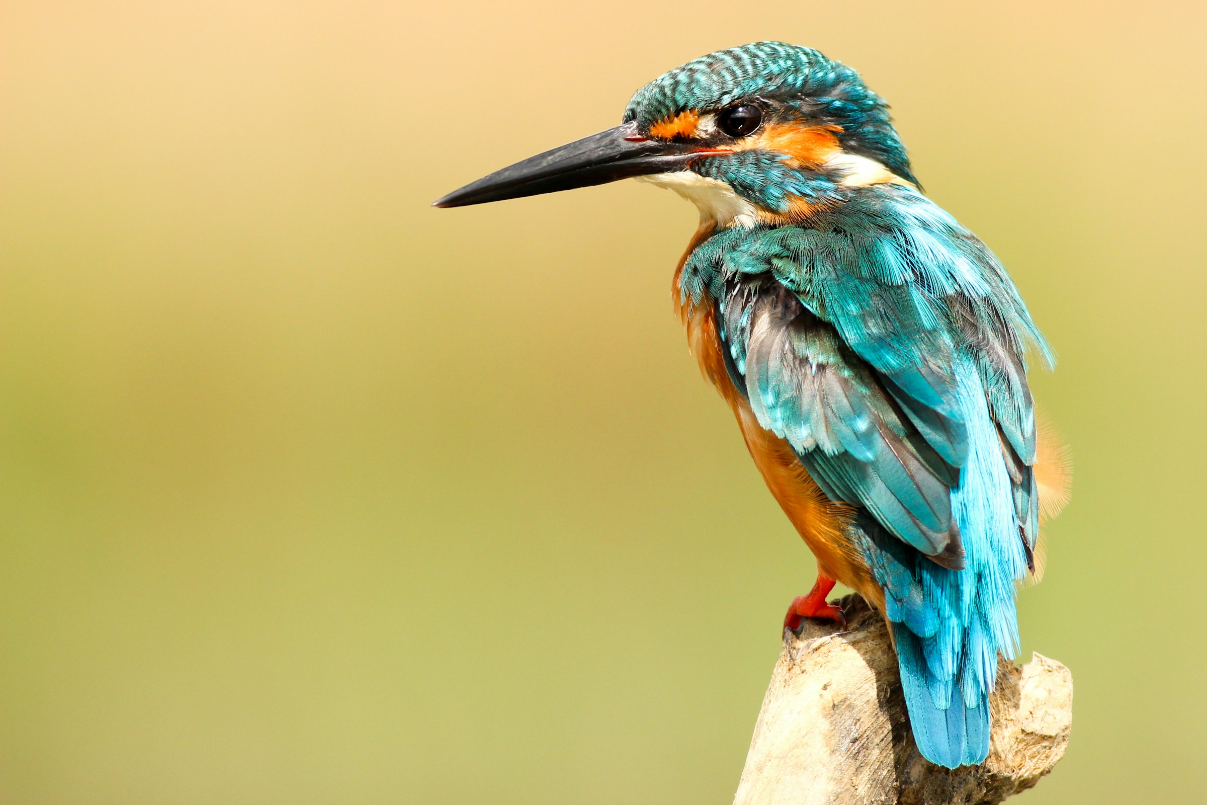 A vibrant blue bird sits on a branch.
