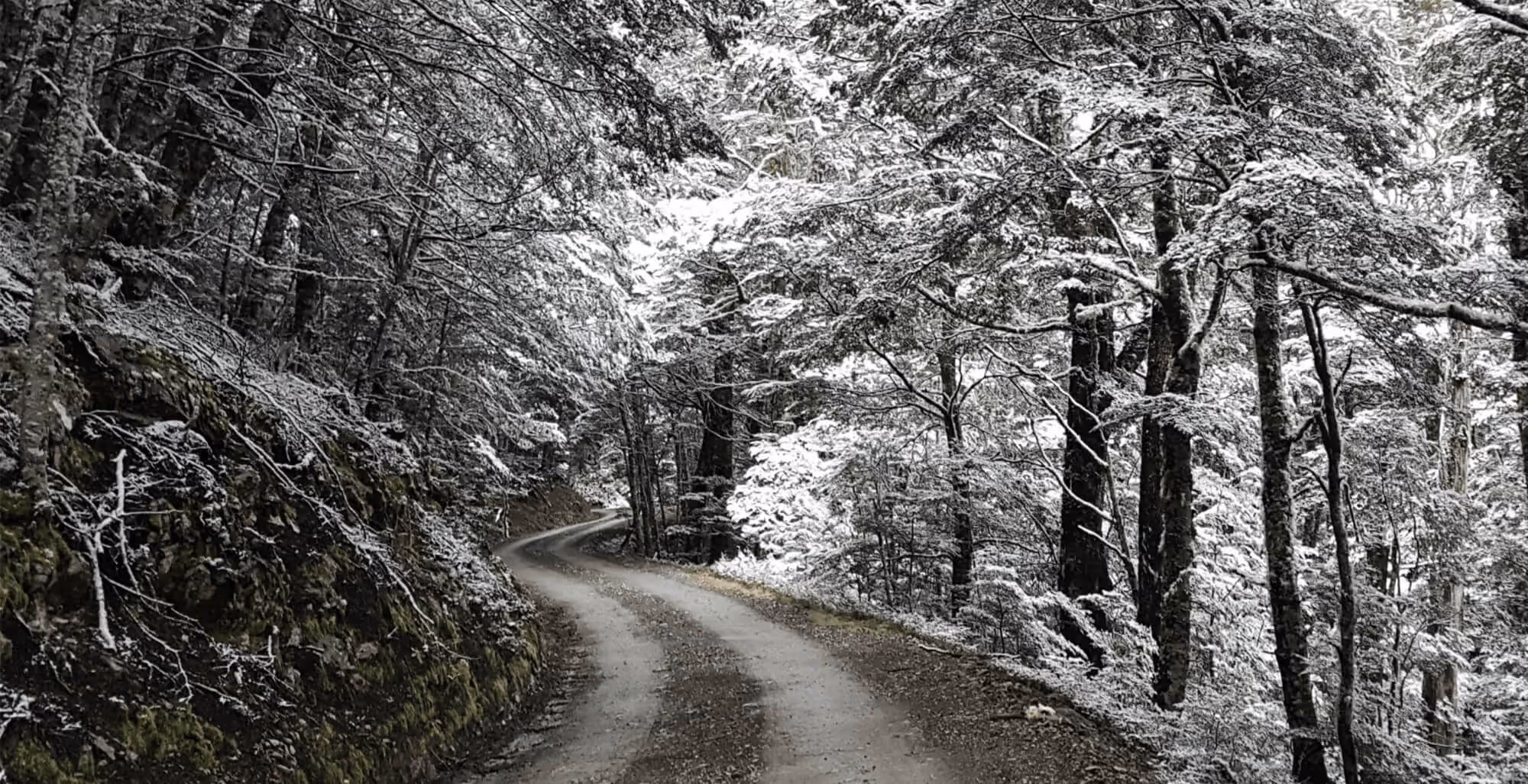 Craigieburn Valley ski field road up through New Zealand native bush.