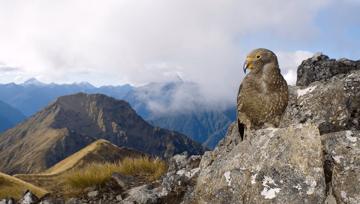 Craigieburn Ranges, New Zealand this is our mountain parrot called a Kea.