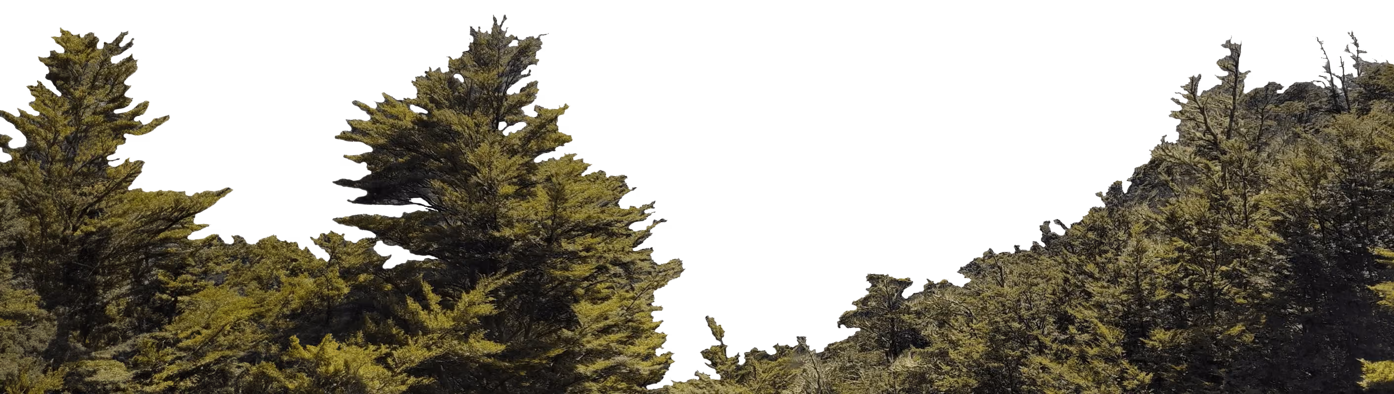 Craigieburn native forest in New Zealand