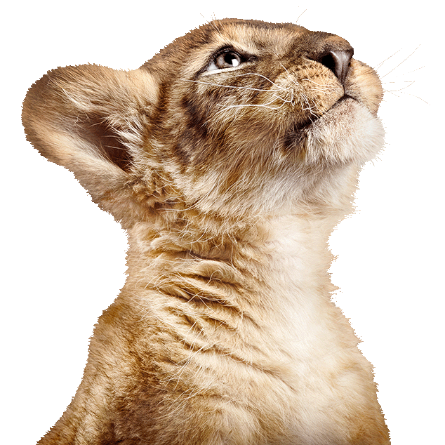 TELUS Lion Cub looking up to the right