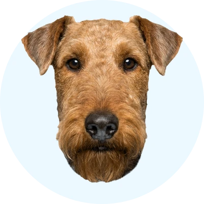Tête de Airedale Terrier de face, chien de race
