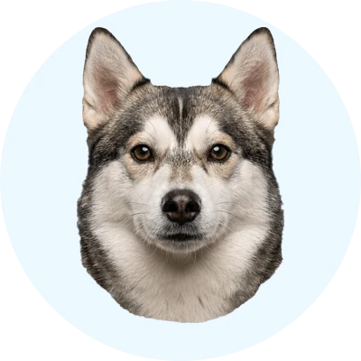 Tête de Alaskan Klee Kai de face, chien de race