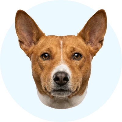 Tête de Basenji de face, chien de race
