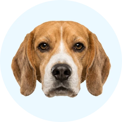 Tête de Beagle Harrier de face, chien de race