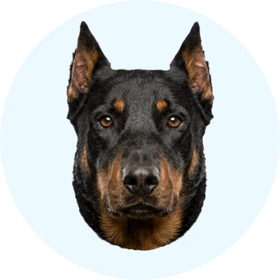 Tête de Beauceron (Berger de Beauce) de face, chien de race