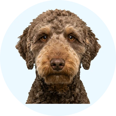 Tête de Bedlington Terrier de face, chien de race