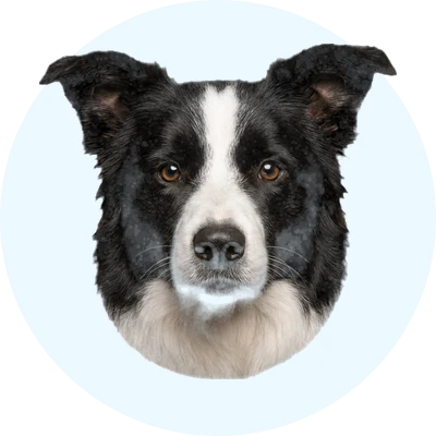 Tête de Border Collie de face, chien de race