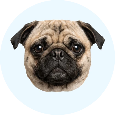 Tête de Carlin de face, chien de race