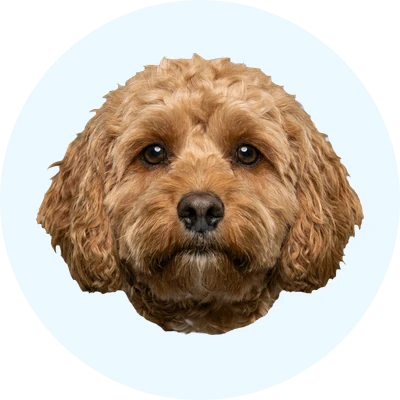 Tête de Cavapoo de face, chien de race