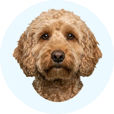 Tête de Cockapoo de face, chien de race