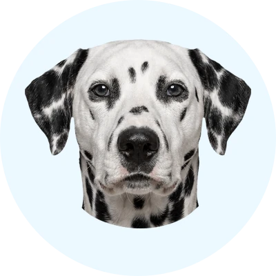 Tête de Dalmatien de face, chien de race