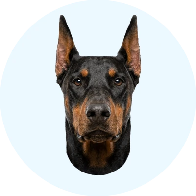 Tête de Dobermann de face, chien de race