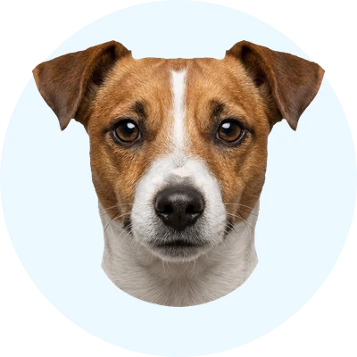 Tête de Jack Russell de face, chien de race