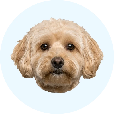 Tête de Maltipoo de face, chien de race