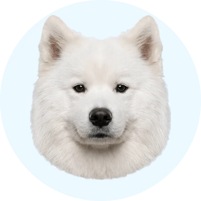 Tête de Samoyède de face, chien de race
