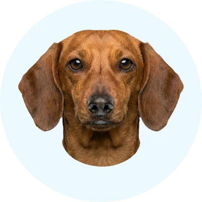 Tête de Teckel de face, chien de race