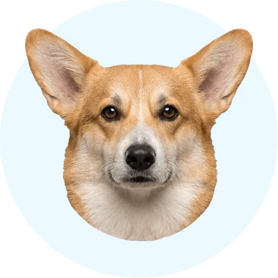 Tête de Welsh Corgi Pembroke de face, chien de race