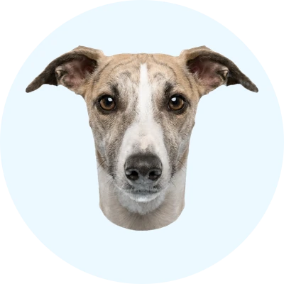 Tête de Whippet de face, chien de race