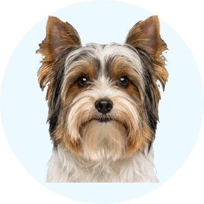 Tête de Biewer Yorkshire de face, chien de race