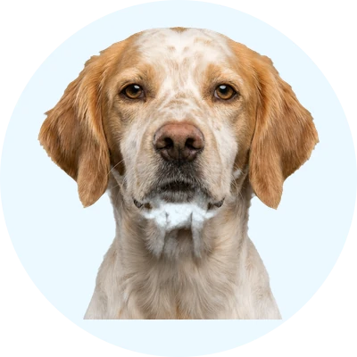 Tête de Billy de face, chien de race
