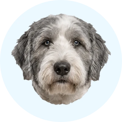Tête de Bobtail (Berger Anglais) de face, chien de race