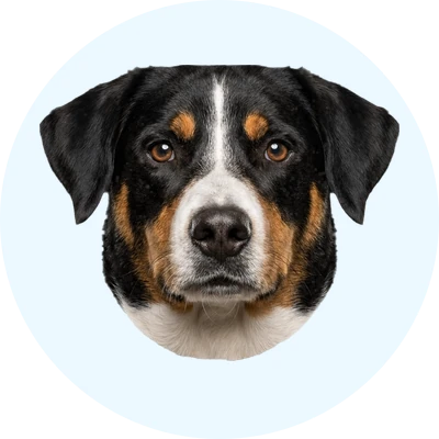 Tête de Bouvier d'Appenzell de face, chien de race
