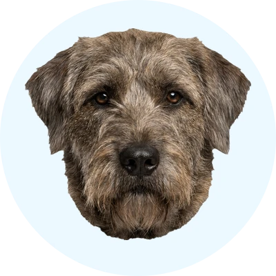 Tête de Bouvier des Ardennes de face, chien de race