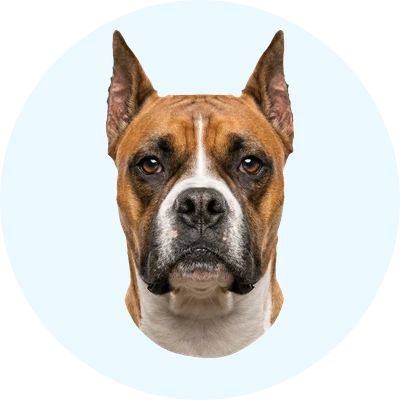 Tête de Boxer de face, chien de race