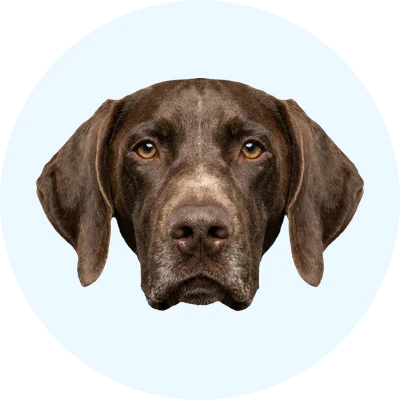 Tête de Brachet Allemand de face, chien de race