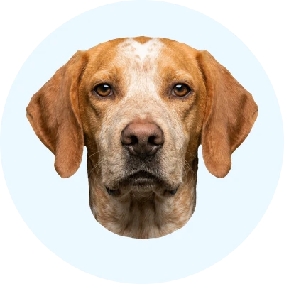 Tête de Braque de l'Ariège de face, chien de race