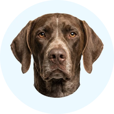 Tête de Braque du Bourbonnais de face, chien de race