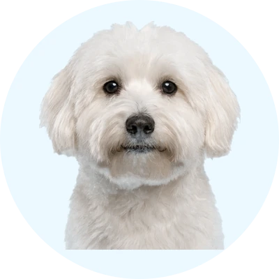 Tête de Coton de Tuléar de face, chien de race