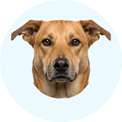 Tête de Cursinu de face, chien de race