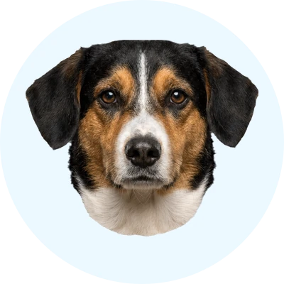 Tête de Drever de face, chien de race
