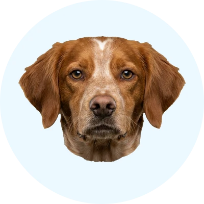Tête de Épagneul Breton de face, chien de race