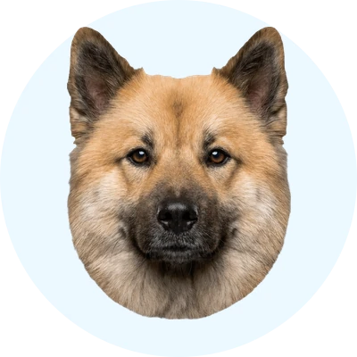 Tête de Eurasier de face, chien de race